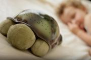 Projektor gwiezdny - Żółw brązowy - Cloud b® Twilight Turtle™