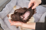 PET EAR CARE REFILL2,5 L 7