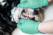 Środek do pielęgnacji jamy ustnej dla zwierząt 2,5 L 4
